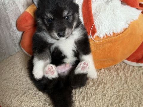 Chiots pomsky femelles disponibles  1200 44210 Pornic