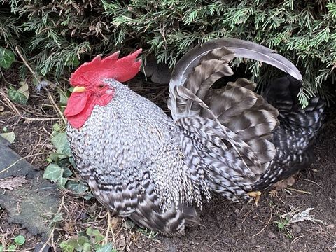 Coq nain CHABO 10 77111 Soignolles-en-brie