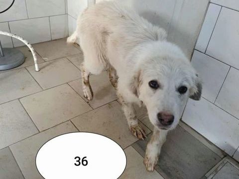 Sweetheart à l'adoption 320 64000 Pau