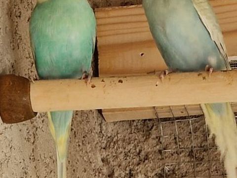 &Eacute;change perruche ondul&eacute; contre autre bec crochu 10 34190 Cazilhac