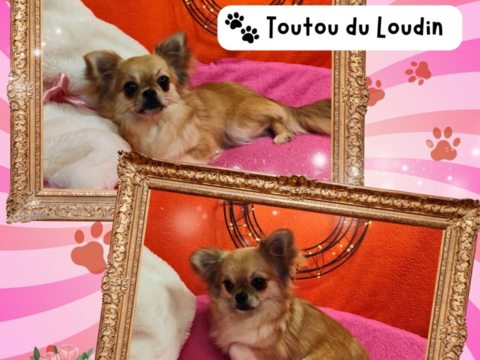 Chiot chihuahua femelle poils longs 700 18140 Pr�cy