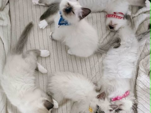 Adorables chatons sacr&eacute; de Birmanie 950 34070 Montpellier