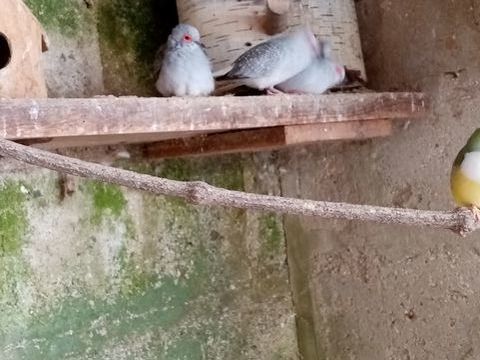 Colombes diamant
12 80400 Ham