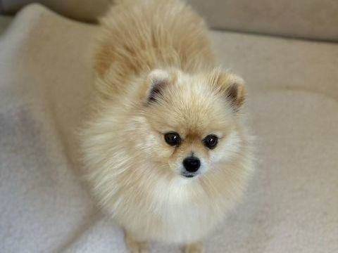 &#128081;&#128021; Spitz nain LOF mâle  Prestige & Origines russes, mini gabarit &#10024;&#128062; 2990 66450 Pollestres