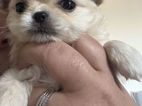 &Agrave; r&eacute;server petit chiot miniature poil long 2490 34200 S�te