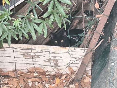 Donne joli  chaton  noir  sur beziers  contre bon  soins .  0 34500 Béziers