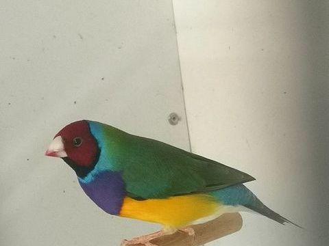 Gould male 50 13200 Arles