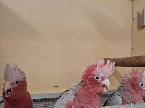 Cacatoes rosalbin 1100 83000 Toulon