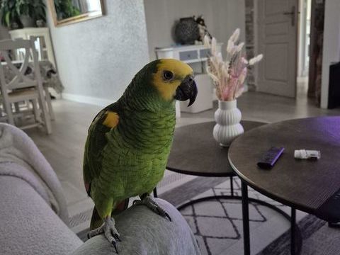 Perroquet Amazon 0 86100 Antran