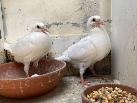 Pigeon voyageur 30 93470 Coubron