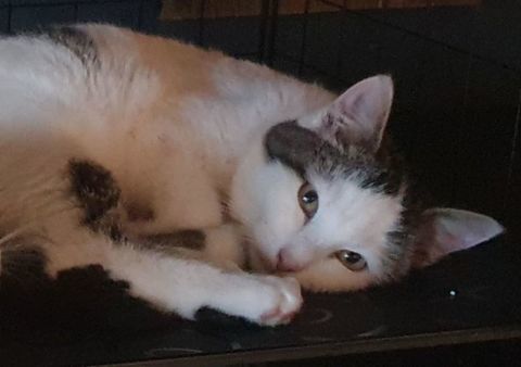 ELOI 200 91310 Longpont-sur-orge