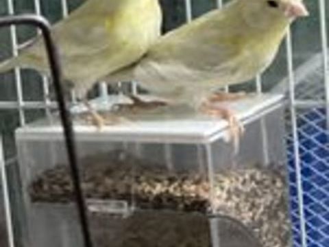   Canaris 