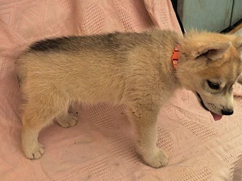 MAGNIFIQUES CHIOTS HUSKY SIBERIEN 700 79150 Voultegon