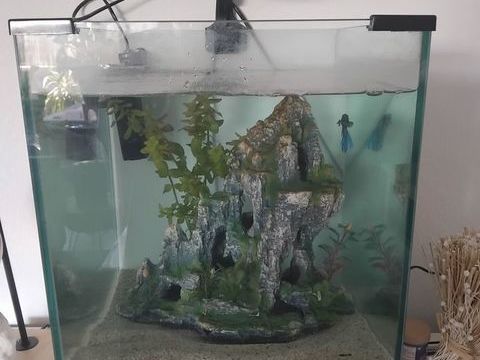 Aquarium complet 40 13090 Aix-en-provence