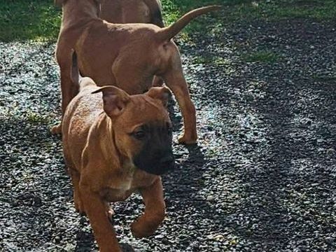 Sena, chienne crois&eacute;e malinois &agrave; adopter 300 18230 Saint-doulchard