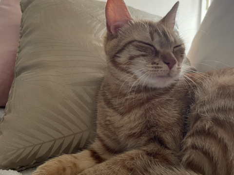 Chat à donner très jolie douce et affectueuse 0 77700 Serris