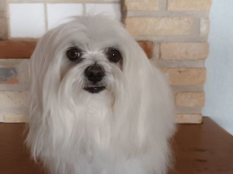 Saillie Bichon Maltais 250 62500 Clairmarais