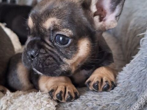  bouledogue fran&ccedil;ais exotique 0 22200 Plouisy