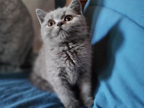 Jolis type chaton BRITISH SHORTHAIR 990 17460 Rioux
