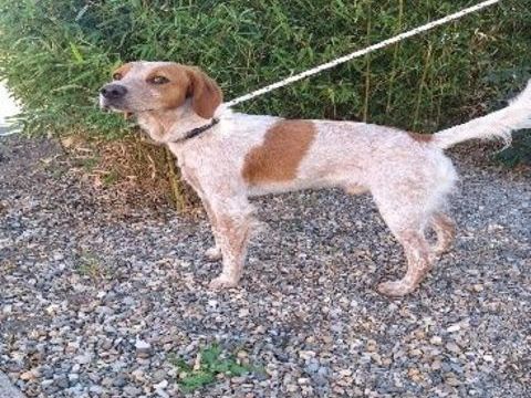 Chien MARS à l adoption 210 34450 Vias