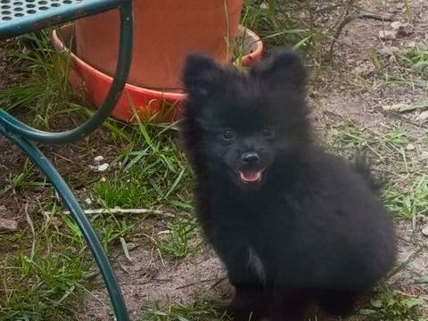 Chiots Spitz nain mini 950 45290 Langesse