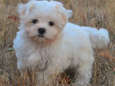 Adorable femelle bichon maltais 1300 82110 Lauzerte