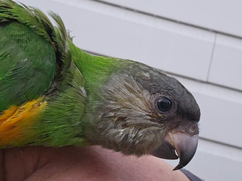 Youyous du S&eacute;n&eacute;gal EAM 250 44190 G�tign�