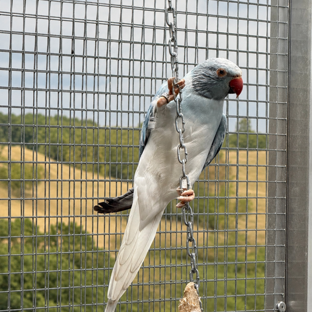   Perruche à collier 