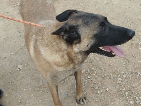 ROC, malinois 5 ans 220 34500 Béziers