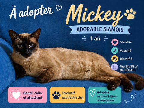 🐱 Adorables chats &agrave; adopter sous contrat associatif avec engagement de bientraitance 🐾 200 31100 Toulouse