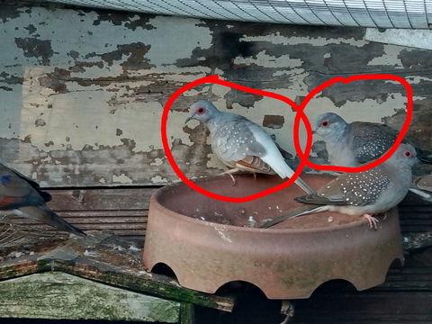 Couple colombe 10 17430 Champdolent