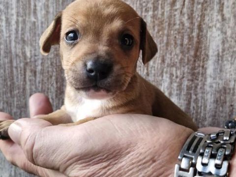 Superbes b&eacute;b&eacute;s crois&eacute; chihuahua 800 84120 Pertuis