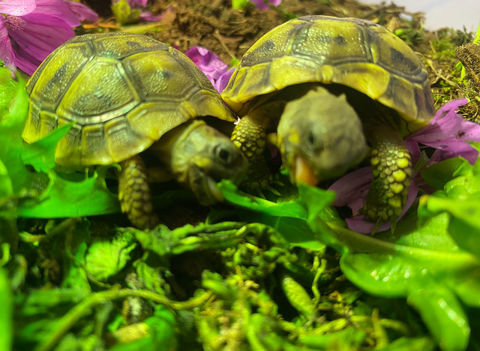 Tortue terrestre j de jardin 80 95140 Garges-ls-gonesse