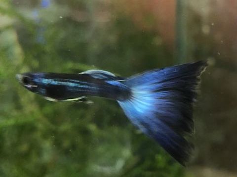  poissons plantes aquarium 1 57360 Amn�ville