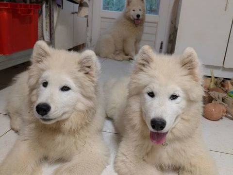 Chiots samoyède LOF 1300 85000 La roche-sur-yon