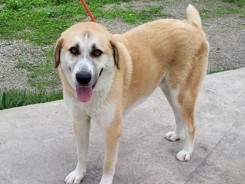 CHAUSSETTE, chien type berger , 3 ans 200 34500 B�ziers