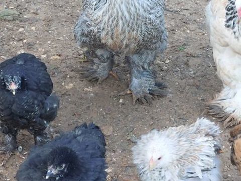 Couple brahma pure race
Poule + coq 
70 83136 Forcalqueiret