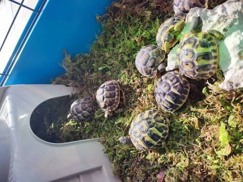 Tortues de terre 100 26700 La garde-adh�mar