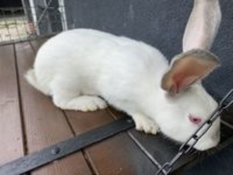   Lapin, géant des Flandres 