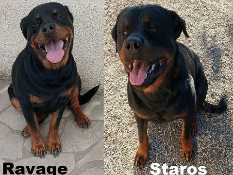 Chiots Rottweiler a r&eacute;server 970 79600 Airvault