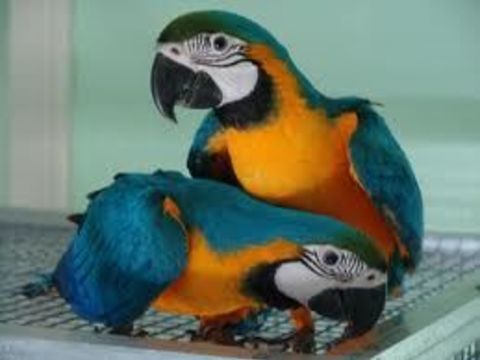 PERROQUET ARA ARARAUNA 1400 65700 Maubourguet