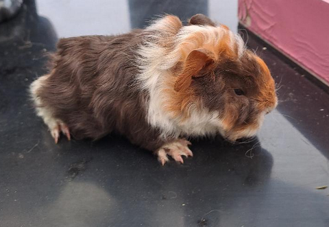 jeunes cochons d'inde 8 59295 Paillencourt