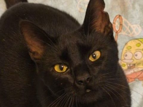 PRINCE 230 27620 Gasny