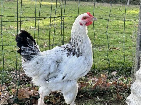 Coq 5 49670 Valanjou