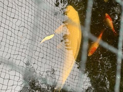 Grandes carpes Koi 1 45430 Chécy