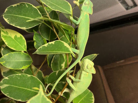 Cam&eacute;l&eacute;on casque du Y&eacute;men  80 76600 Le havre