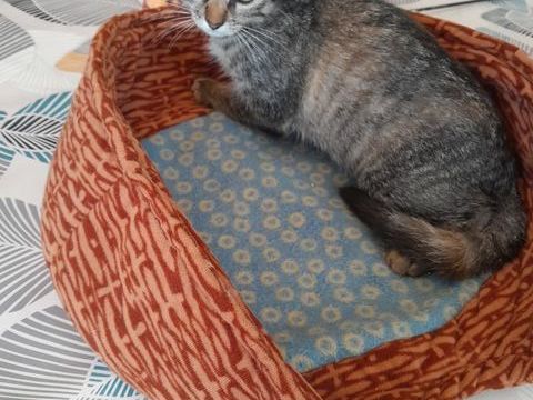 Don 2 chatons. 0 64460 Ponson-dessus