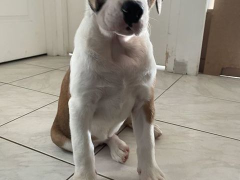 Berner Bully- Croisement Bouvier Bernois x Bulldog Anglaise 600 54280 Sorn�ville