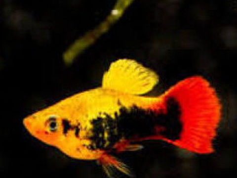 xyphophorus maculatus "Hawa&iuml;" 4 06600 Antibes