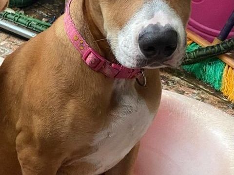 Aéla, femelle croisée berger, née le 15/06/2025 &#128054; 300 68000 Colmar